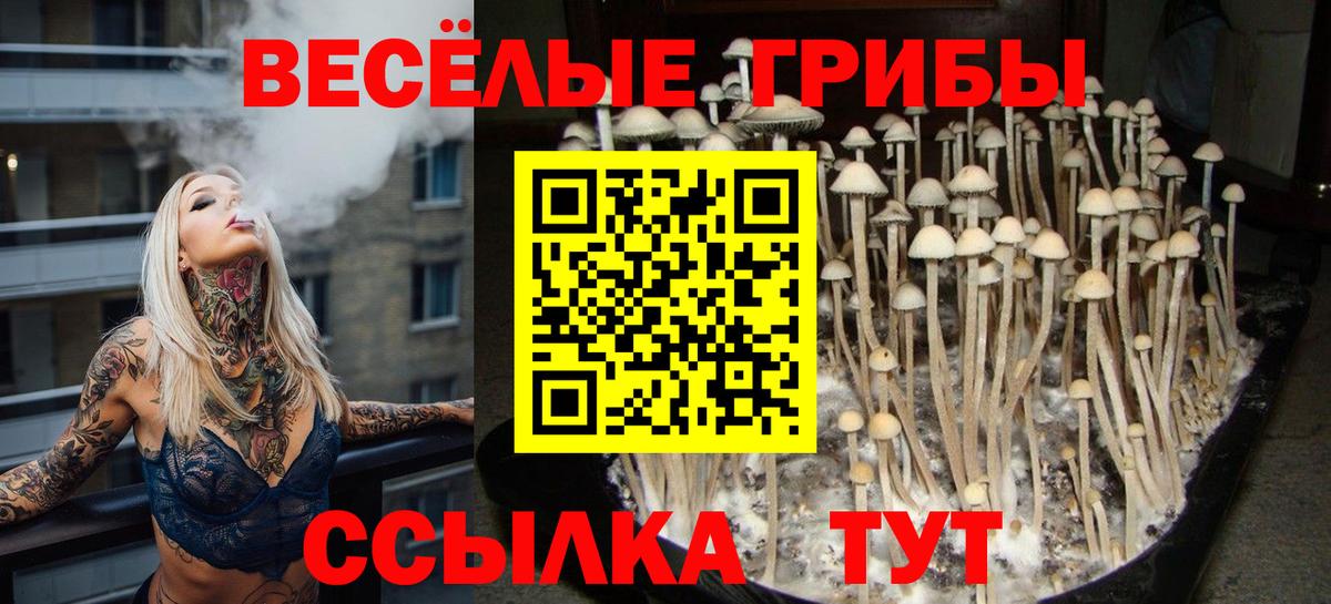 купить наркотик  Галлюциногенные грибы GOLDEN TEACHER  Вход с VPN  Вязьма 